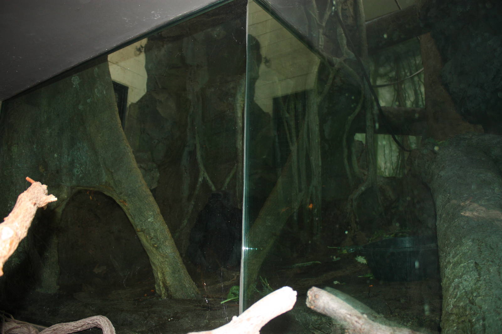 Congo Gorilla Forest- Indoor Gorilla Exhibit