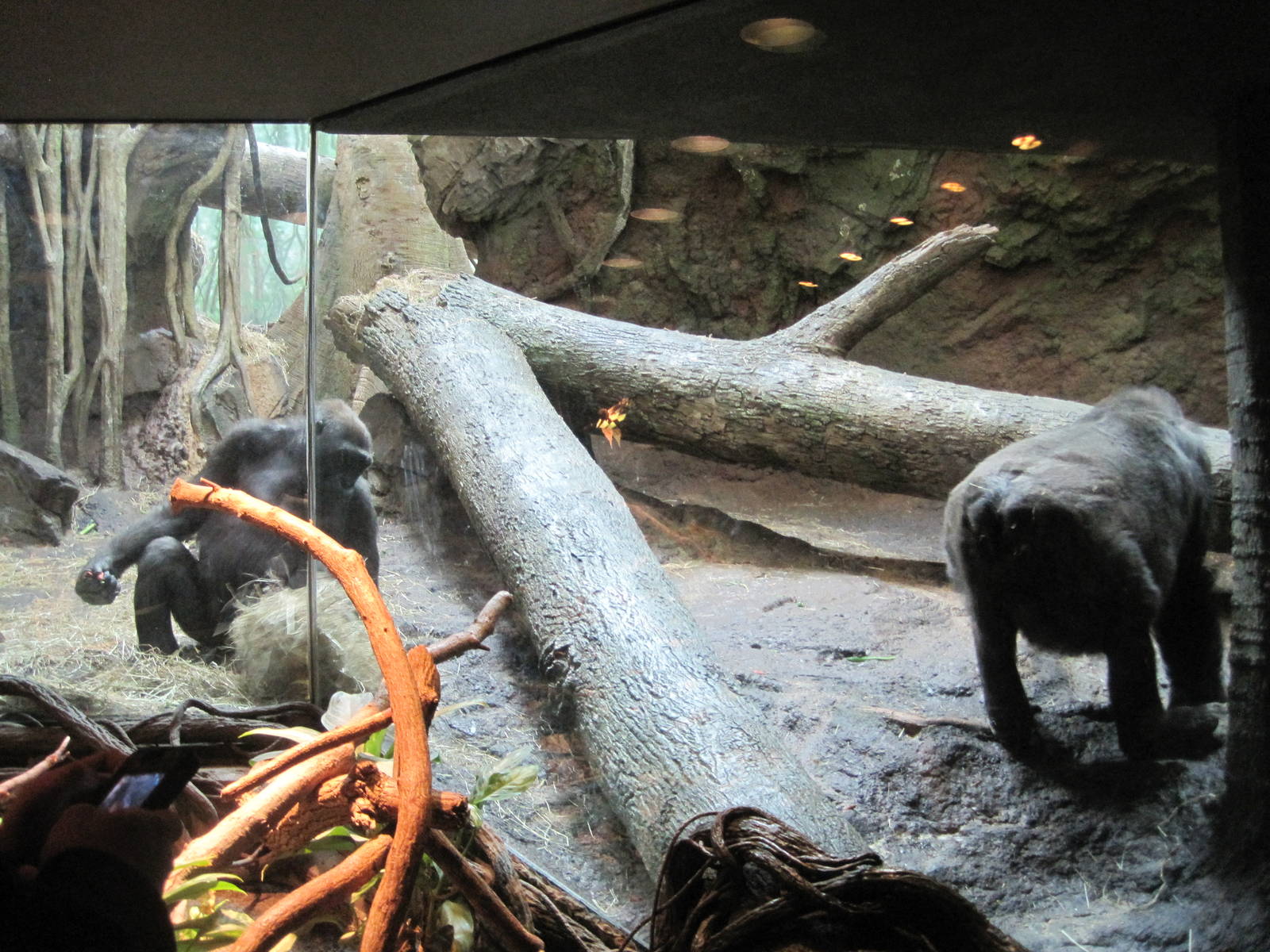 Congo Gorilla Forest- Indoor Gorilla Exhibit