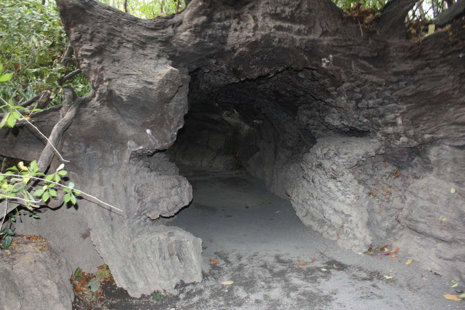 Congo Gorilla Forest- Inside the Tree Trunk