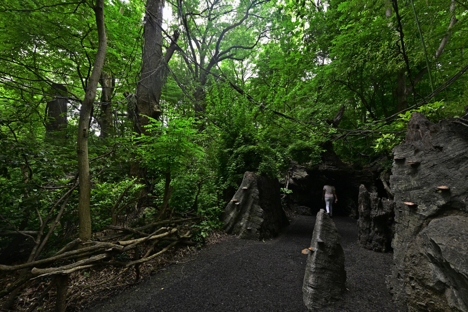 Congo Gorilla Forest - Landscape and Scenery