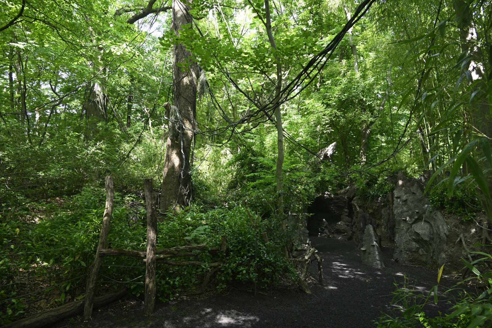 Congo Gorilla Forest - Landscape and Scenery
