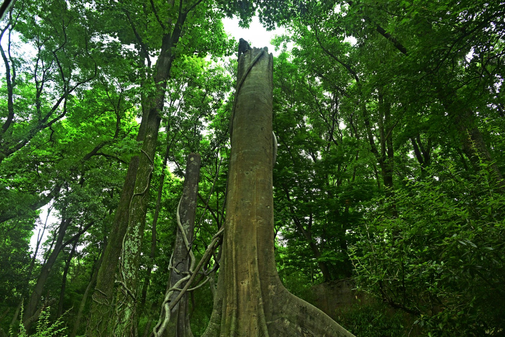 Congo Gorilla Forest - Large tree with Western Lowland Gorilla (Gorilla gorilla gorilla)