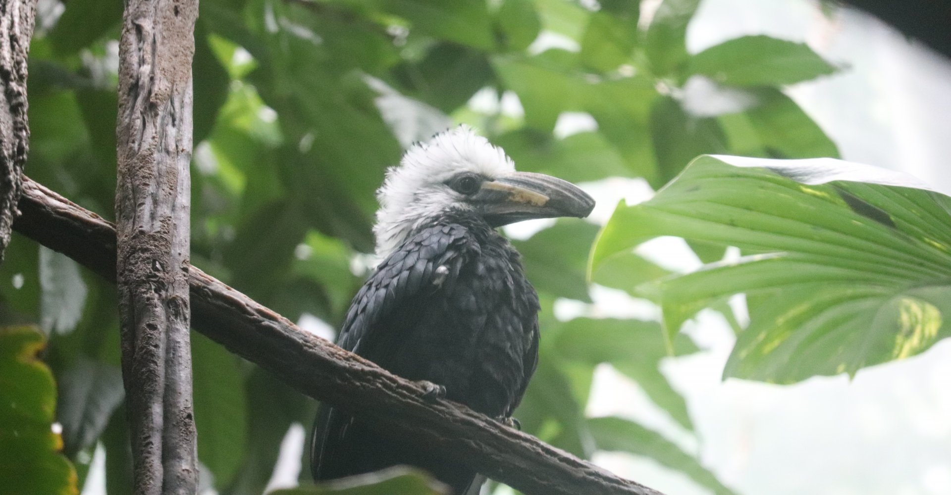 Congo Gorilla Forest - Long-Tailed Hornbill