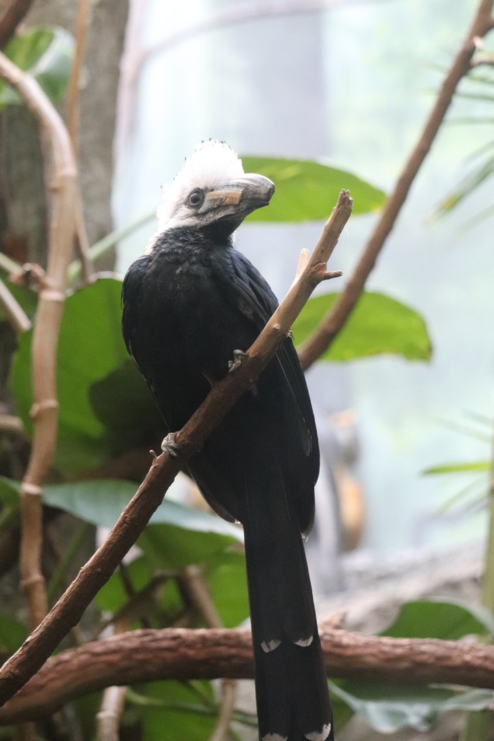 Congo Gorilla Forest - Long-Tailed Hornbill