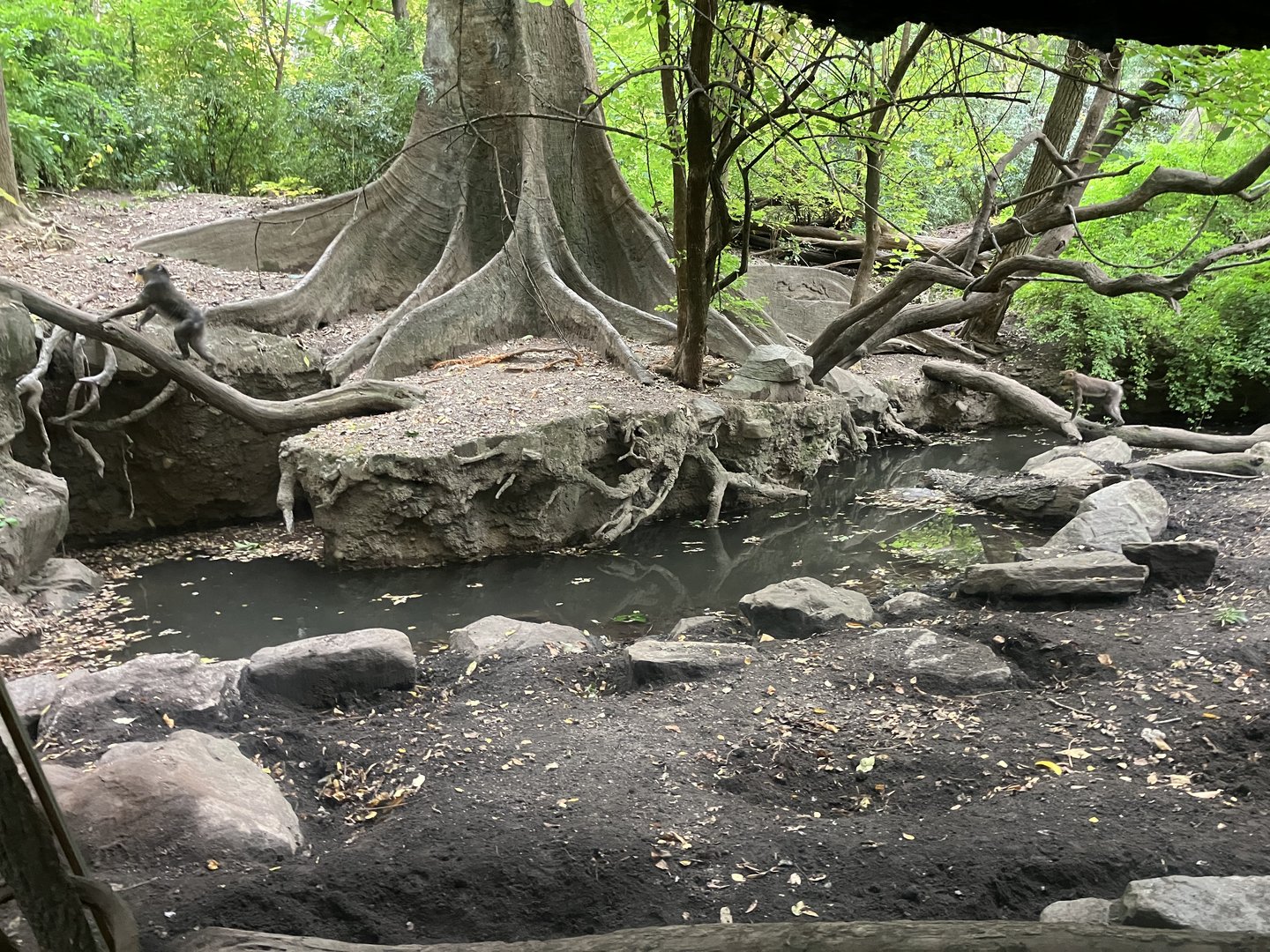 Congo Gorilla Forest - Mandrill/Angolan Colobus/Red Rived Hog Exhibit