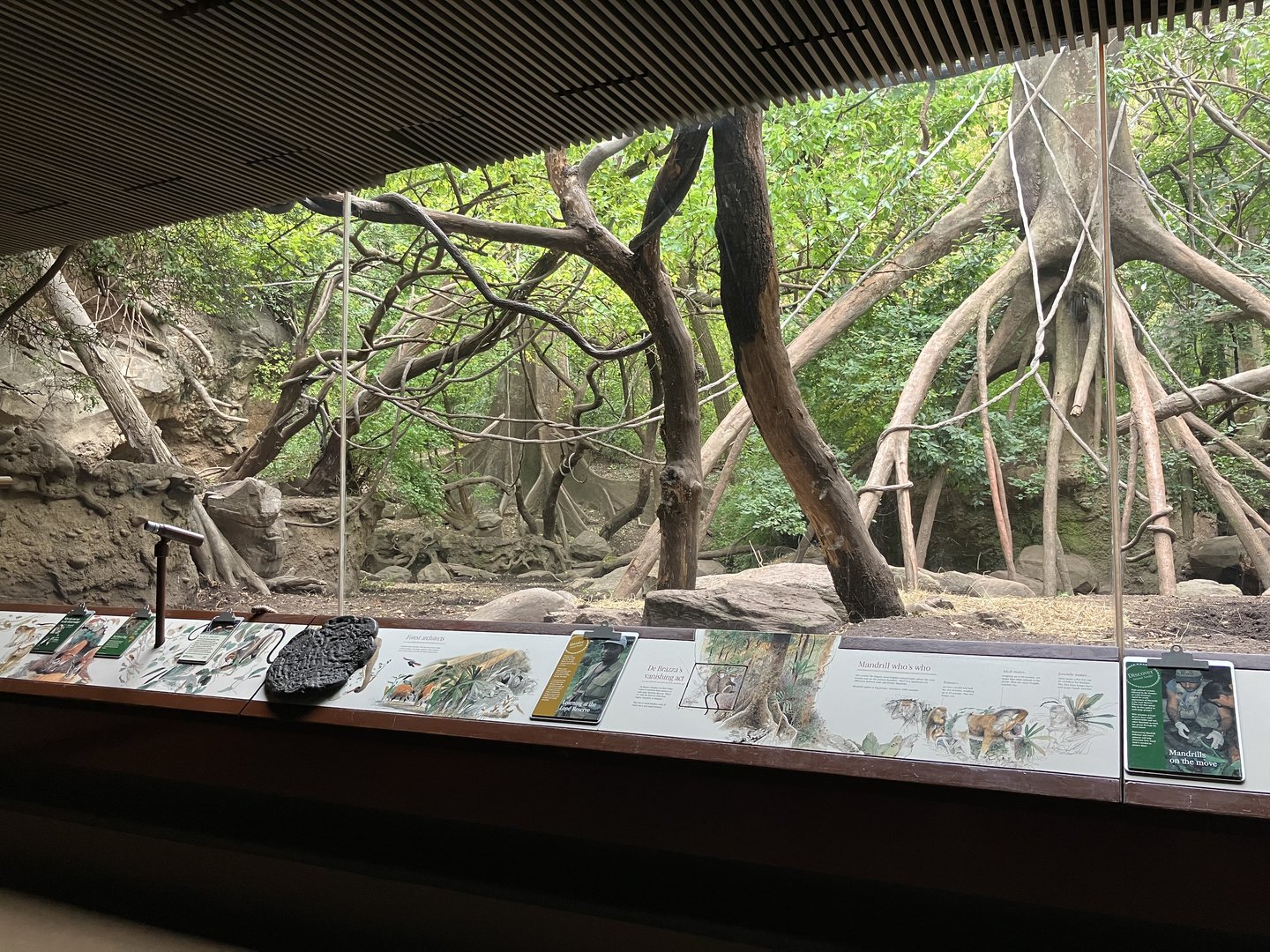 Congo Gorilla Forest - Mandrill/Angolan Colobus/Red River Hog Exhibit