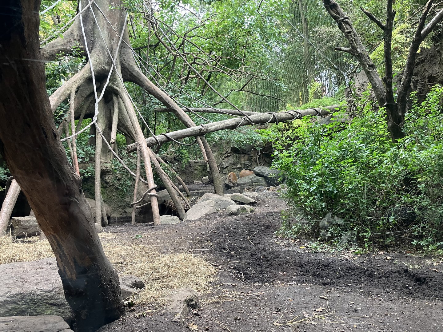 Congo Gorilla Forest - Mandrill/Angolan Colobus/Red River Hog Exhibit