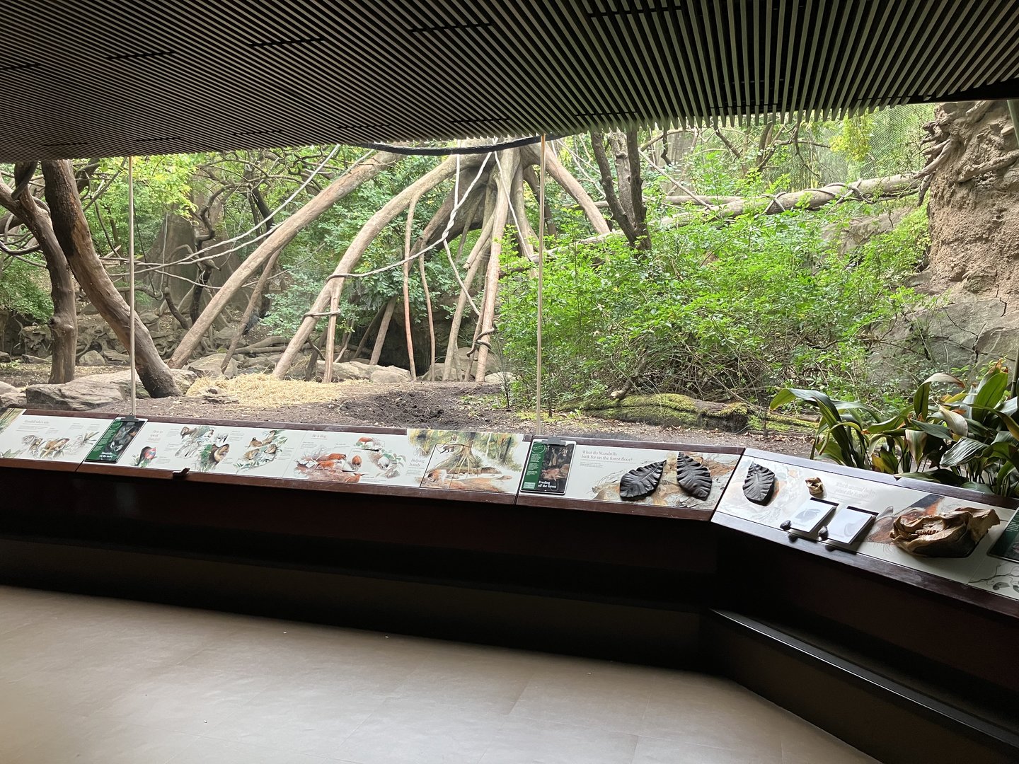 Congo Gorilla Forest - Mandrill/Angolan Colobus/Red River Hog Exhibit