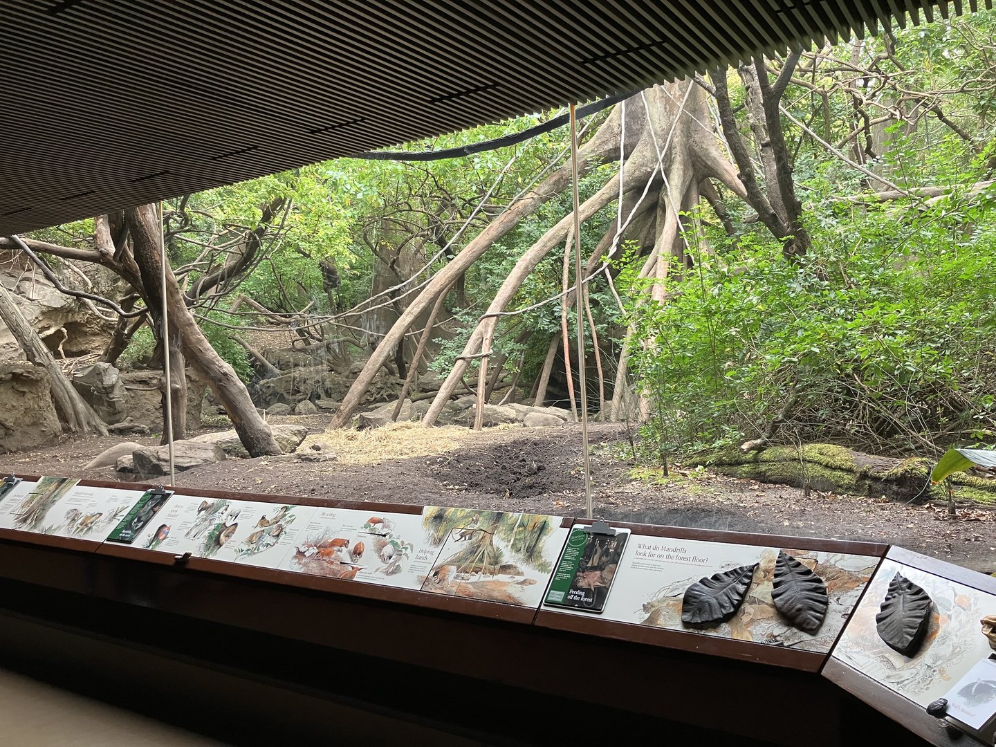 Congo Gorilla Forest - Mandrill/Angolan Colobus/Red River Hog Exhibit