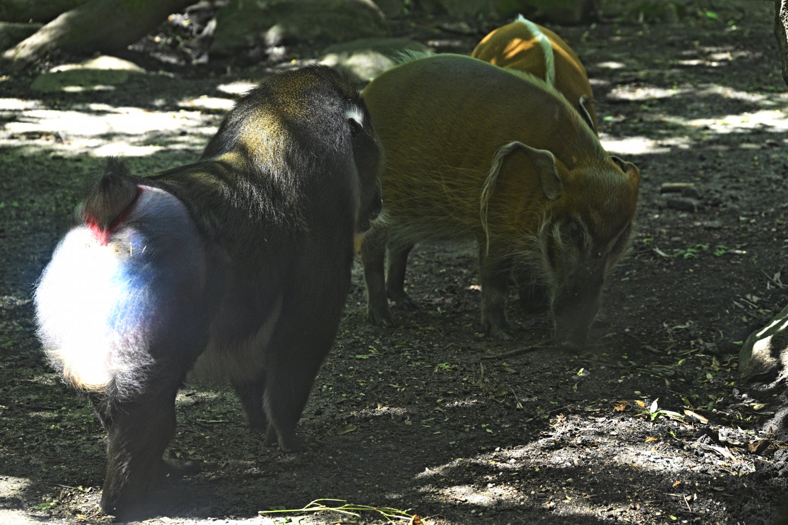 Congo Gorilla Forest - Mandrill (Mandrillus sphinx) and Red River Hog (Potamochoerus porcus)
