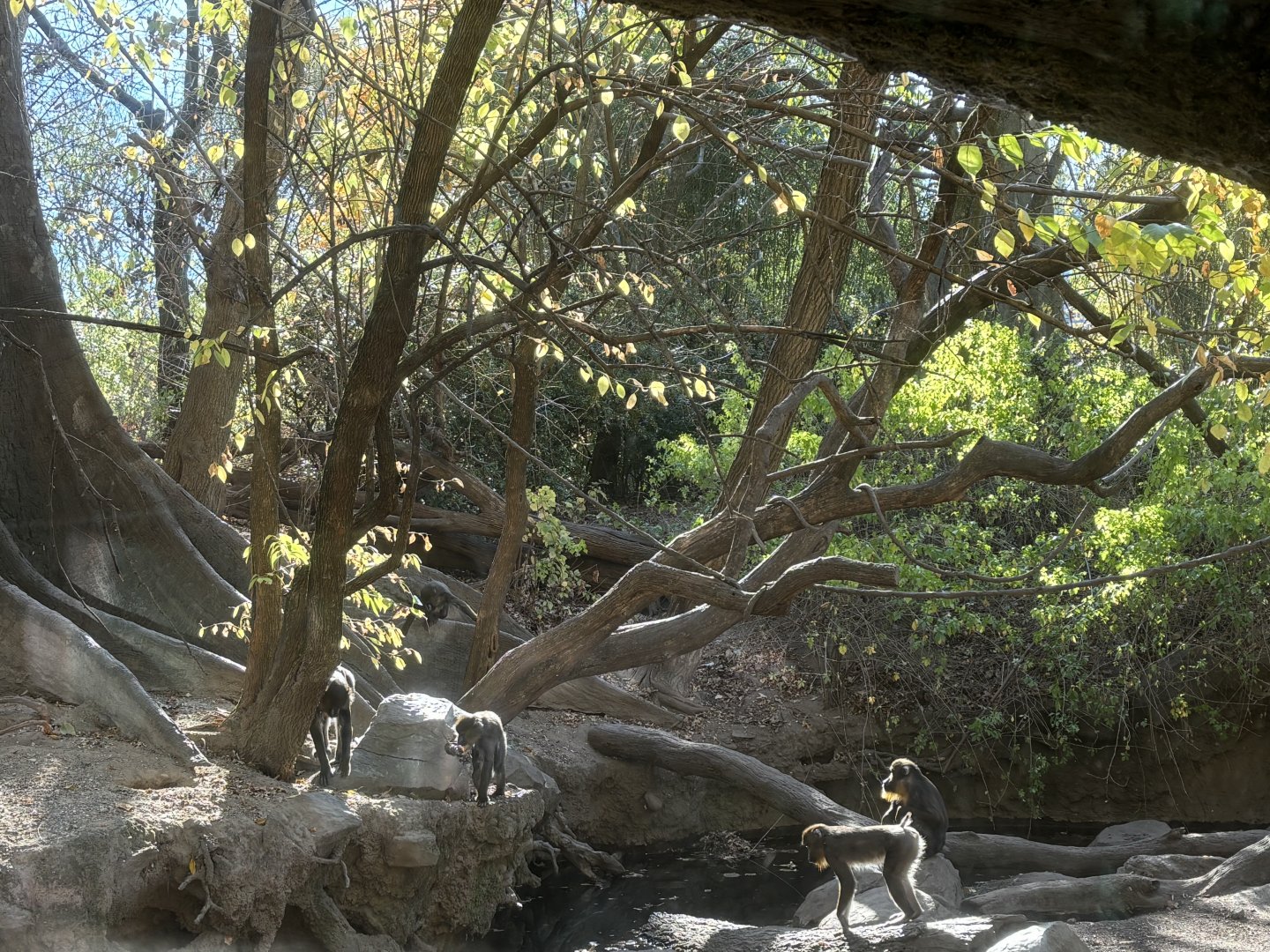 Congo Gorilla Forest- Mandrill/Red River Hog Exhibit