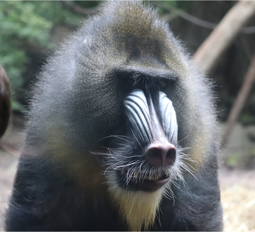 Congo Gorilla Forest - Mandrill