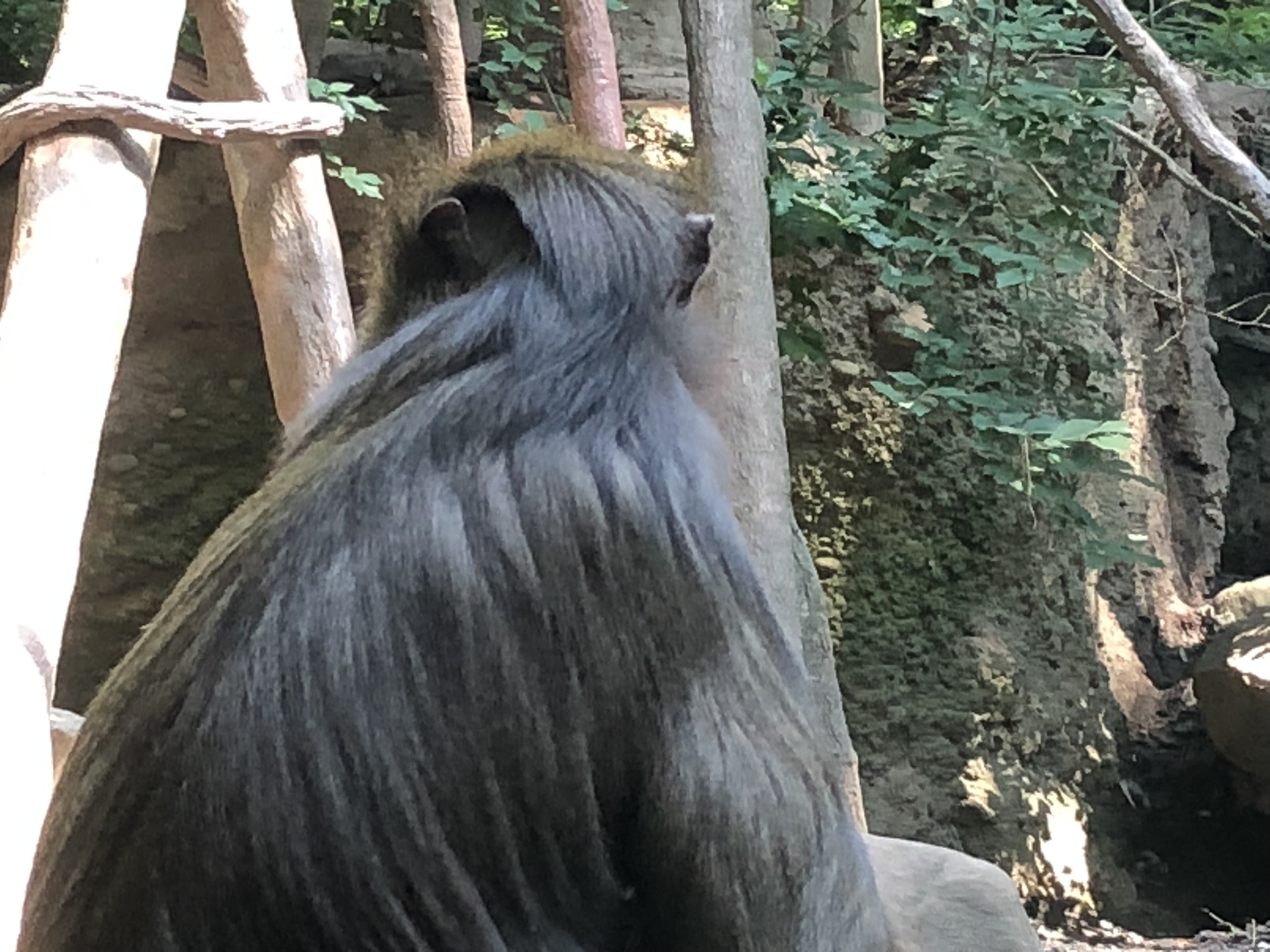 Congo Gorilla Forest, Mandrill
