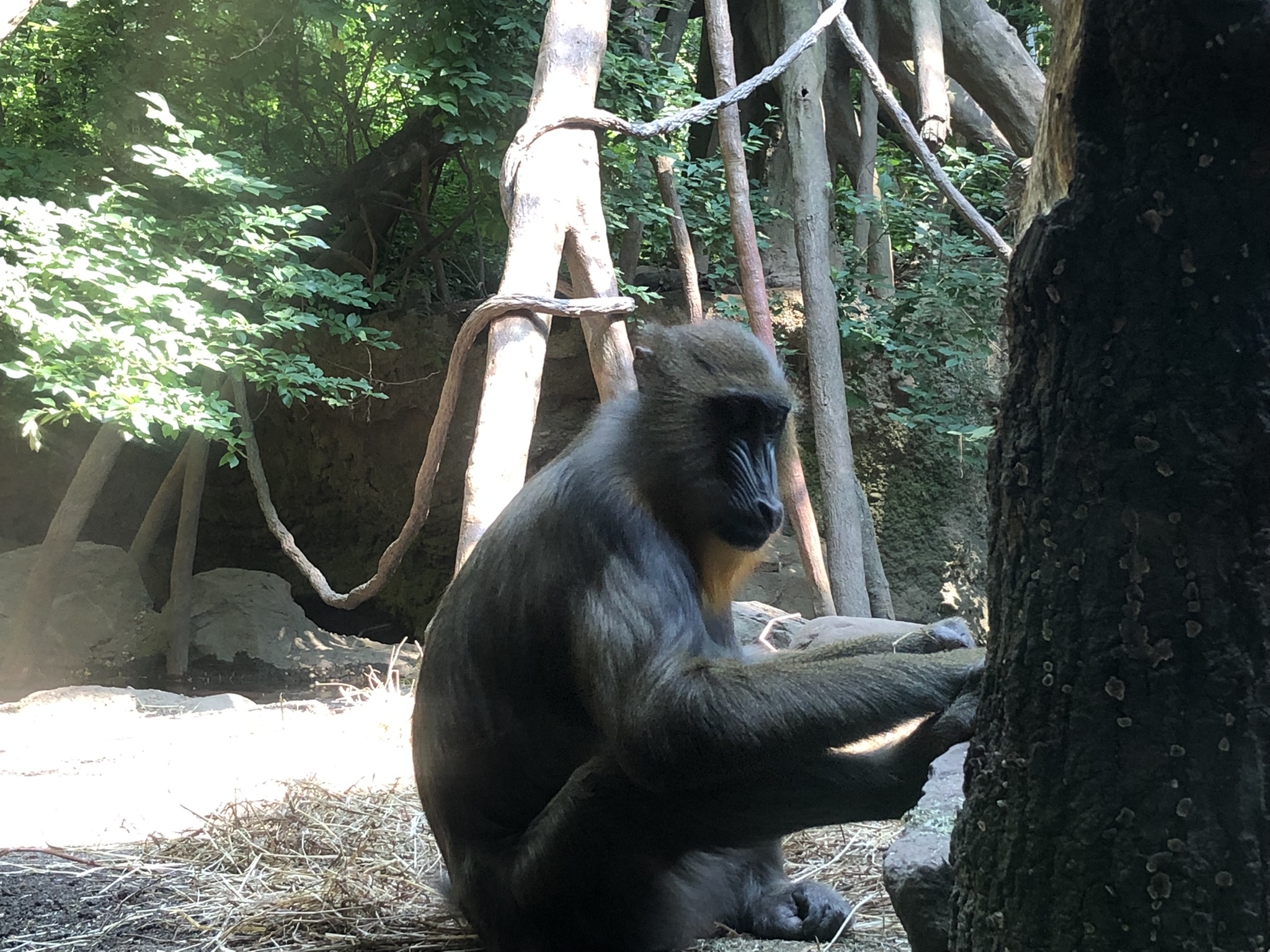 Congo Gorilla Forest, Mandrill