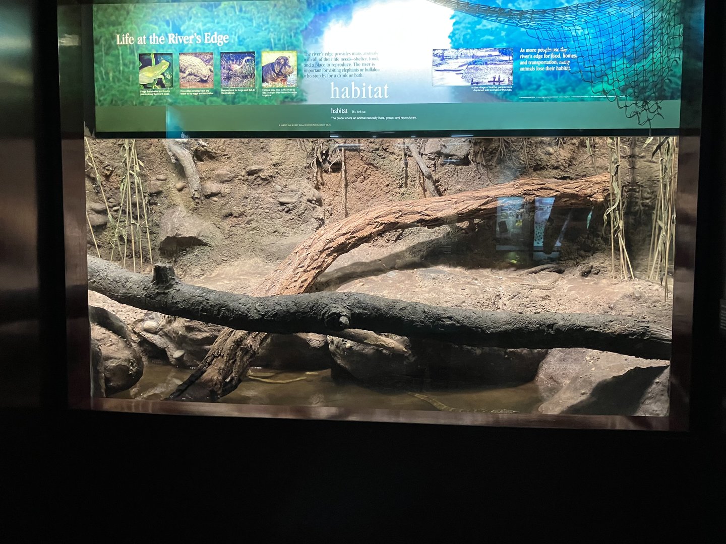 Congo Gorilla Forest - Nile Monitor Exhibit