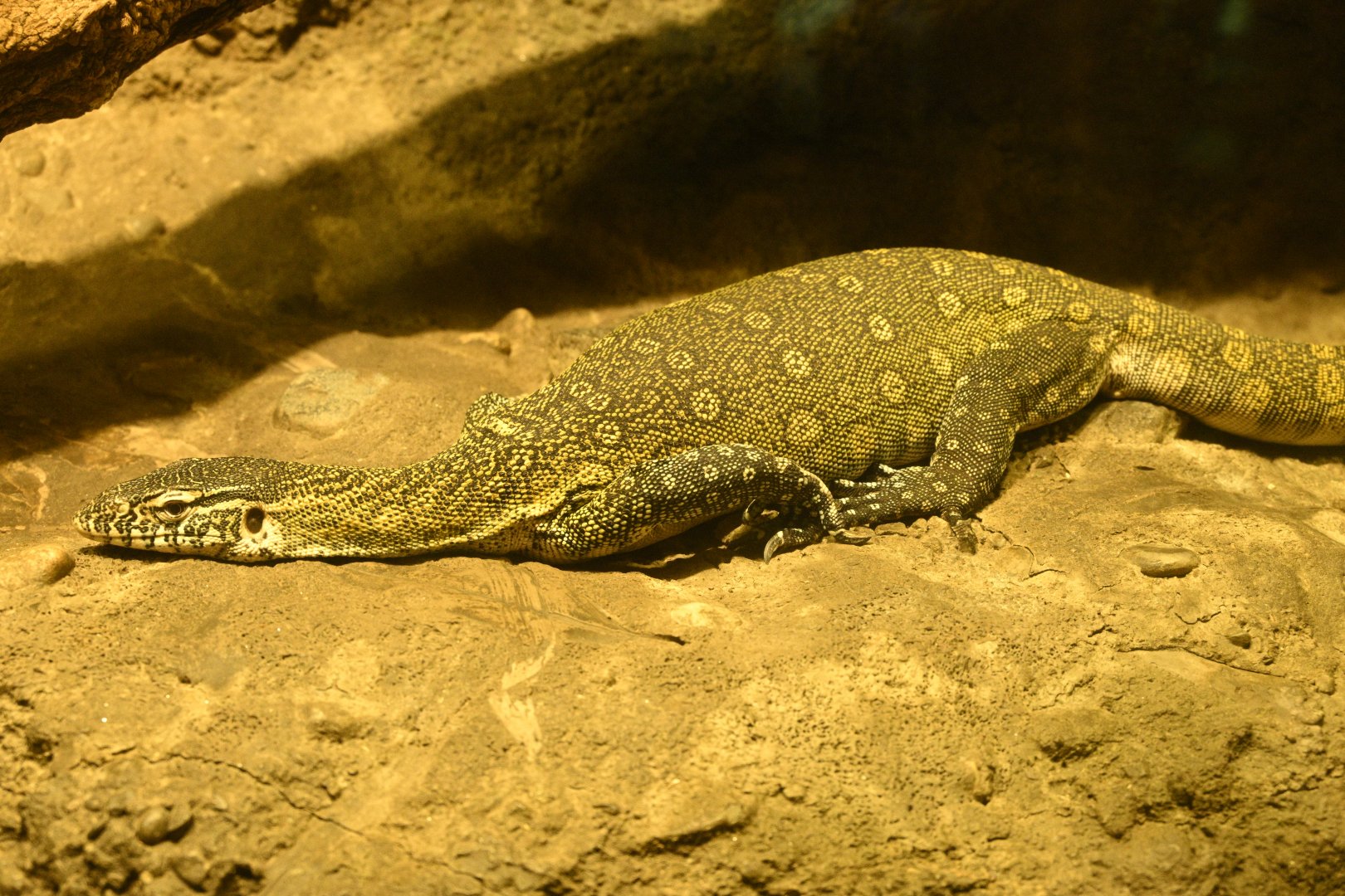 Congo Gorilla Forest - Nile Monitor (Varanus niloticus) (ID?)
