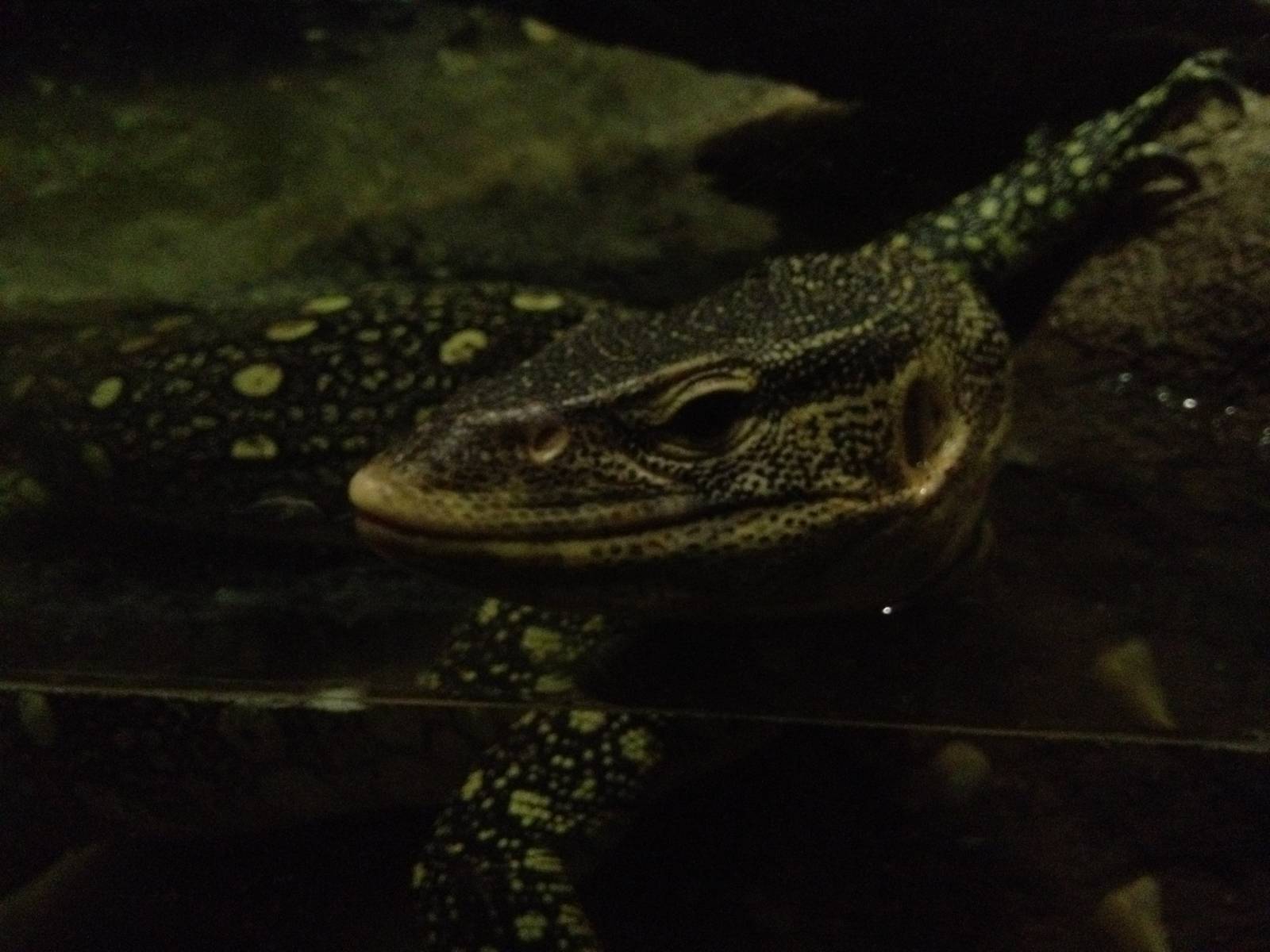 Congo Gorilla Forest - Nile Monitor