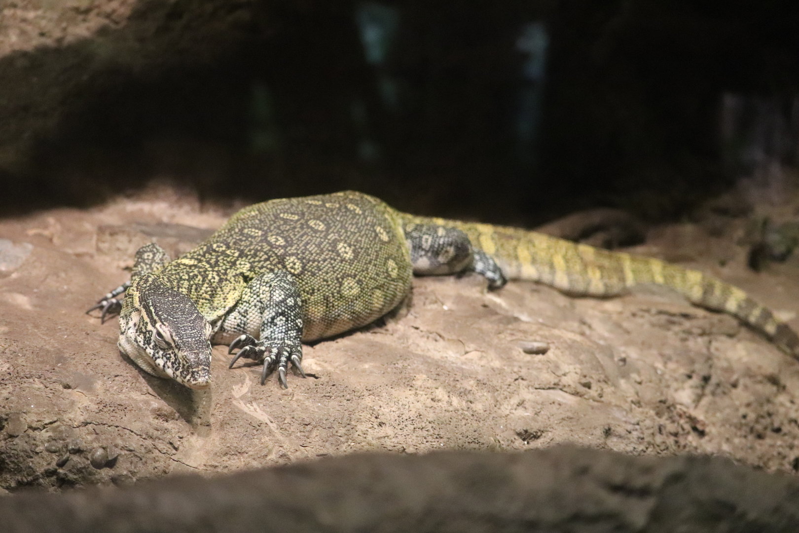 Congo Gorilla Forest - Nile Monitor