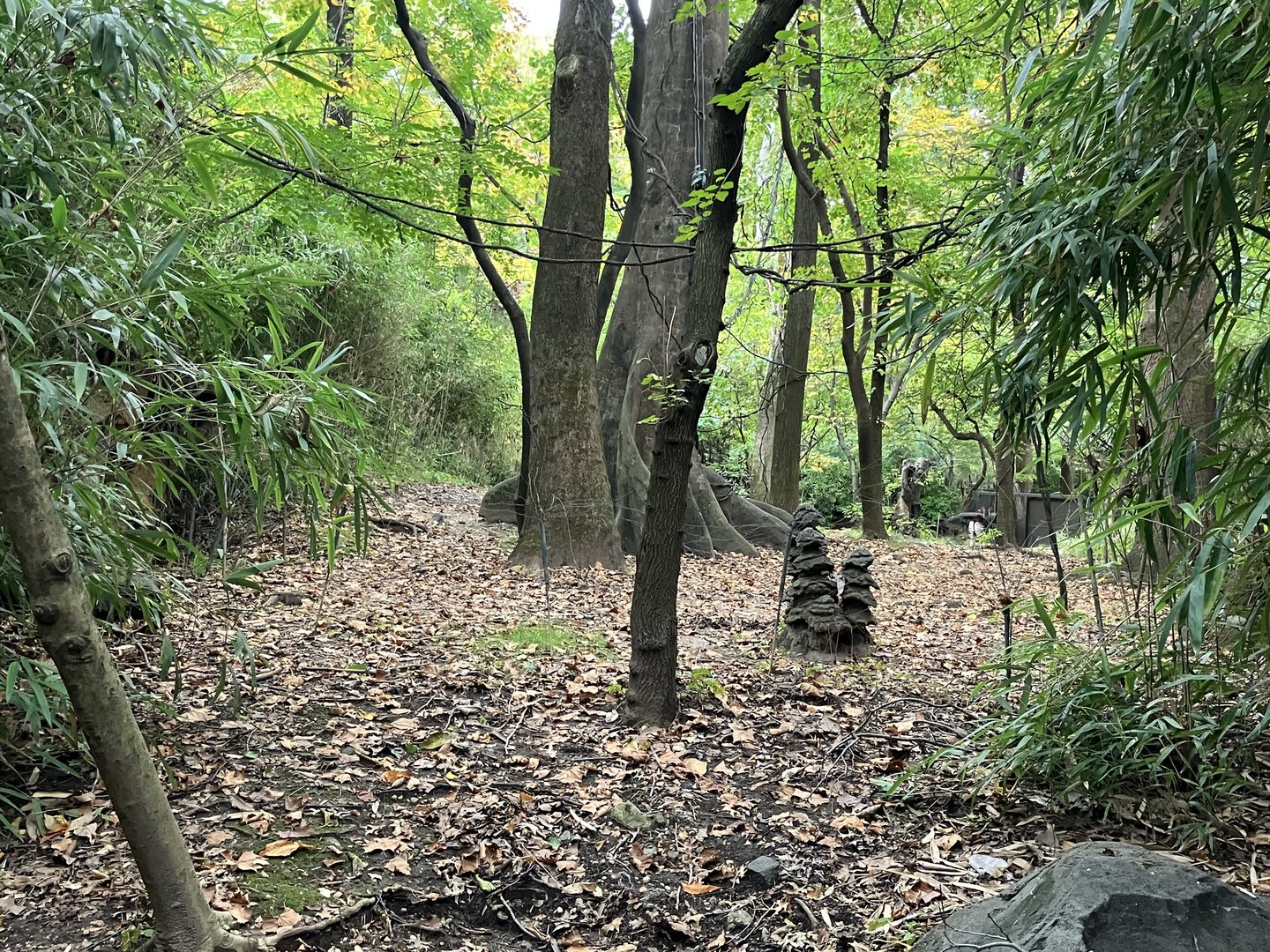 Congo Gorilla Forest - Okapi Exhibit