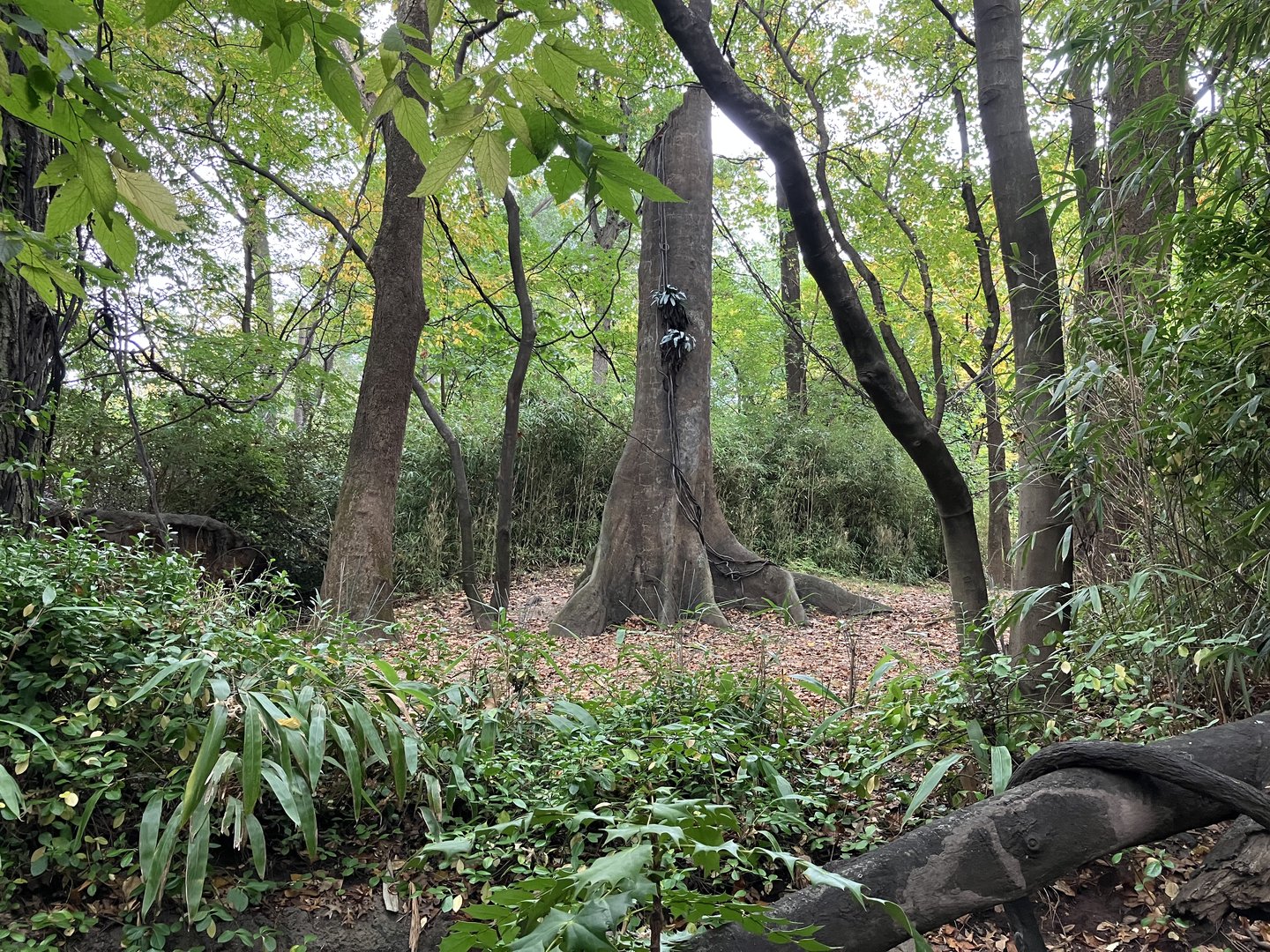 Congo Gorilla Forest - Okapi Exhibit