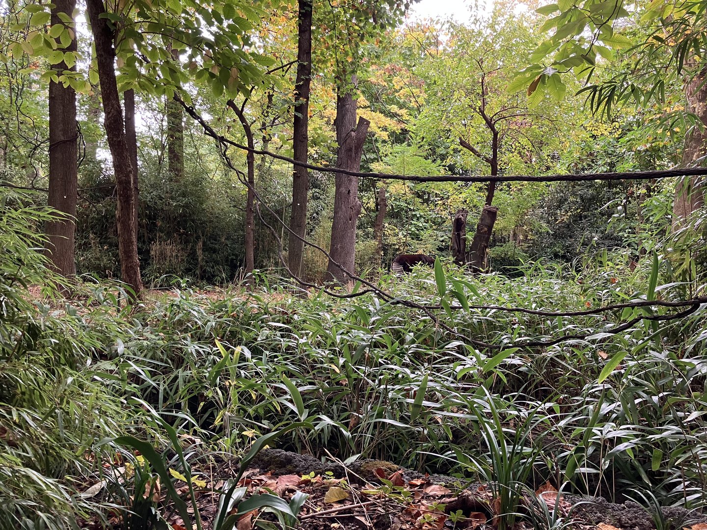 Congo Gorilla Forest - Okapi Exhibit