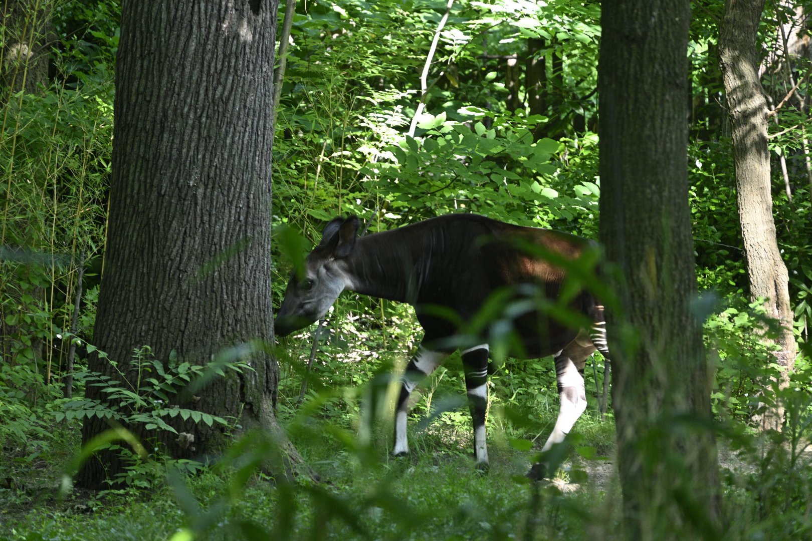 Congo Gorilla Forest - Okapi (Okapia johnstoni)