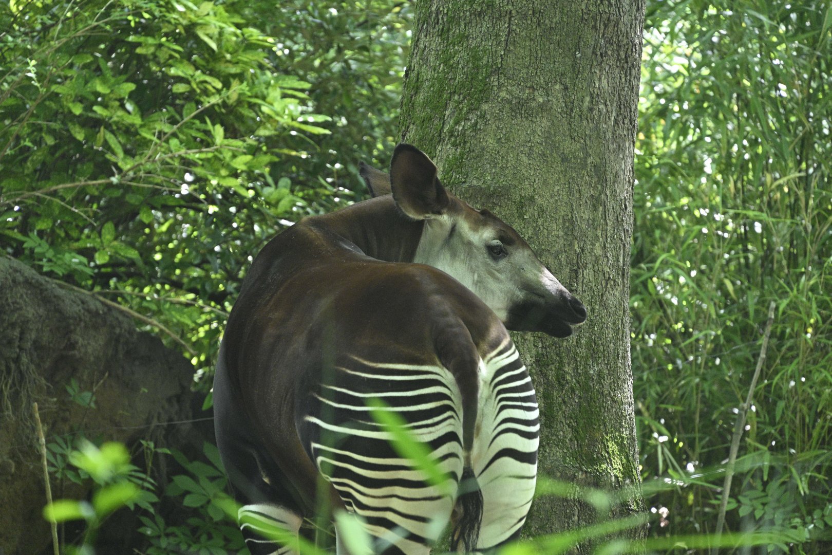 Congo Gorilla Forest - Okapi (Okapia johnstoni)
