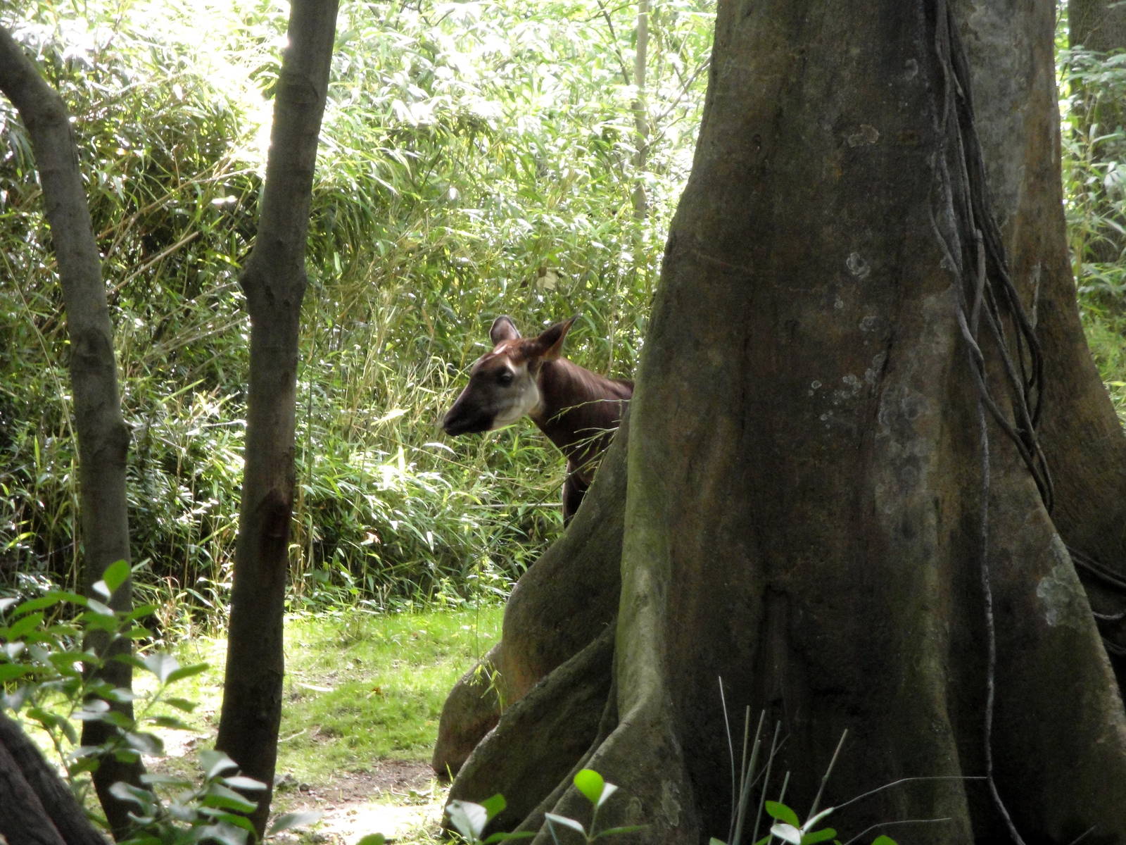 Congo Gorilla Forest - Okapi