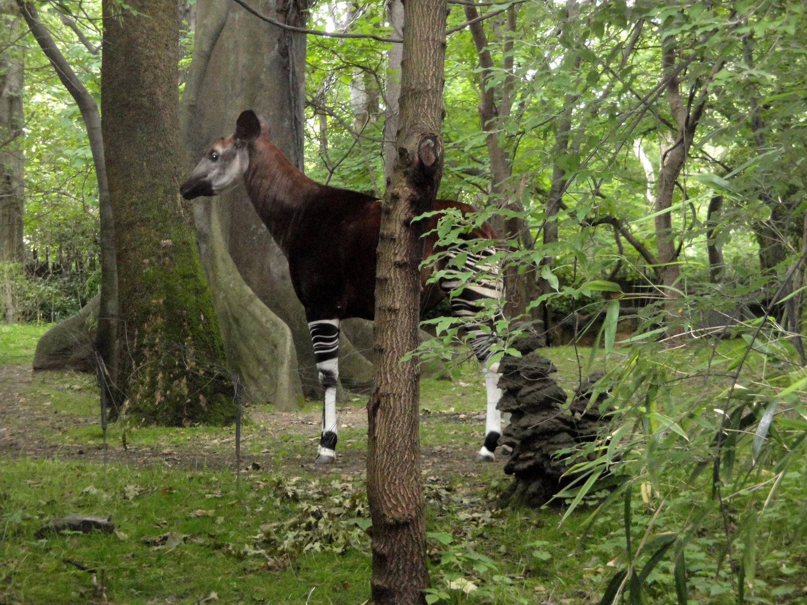 Congo Gorilla Forest - Okapi