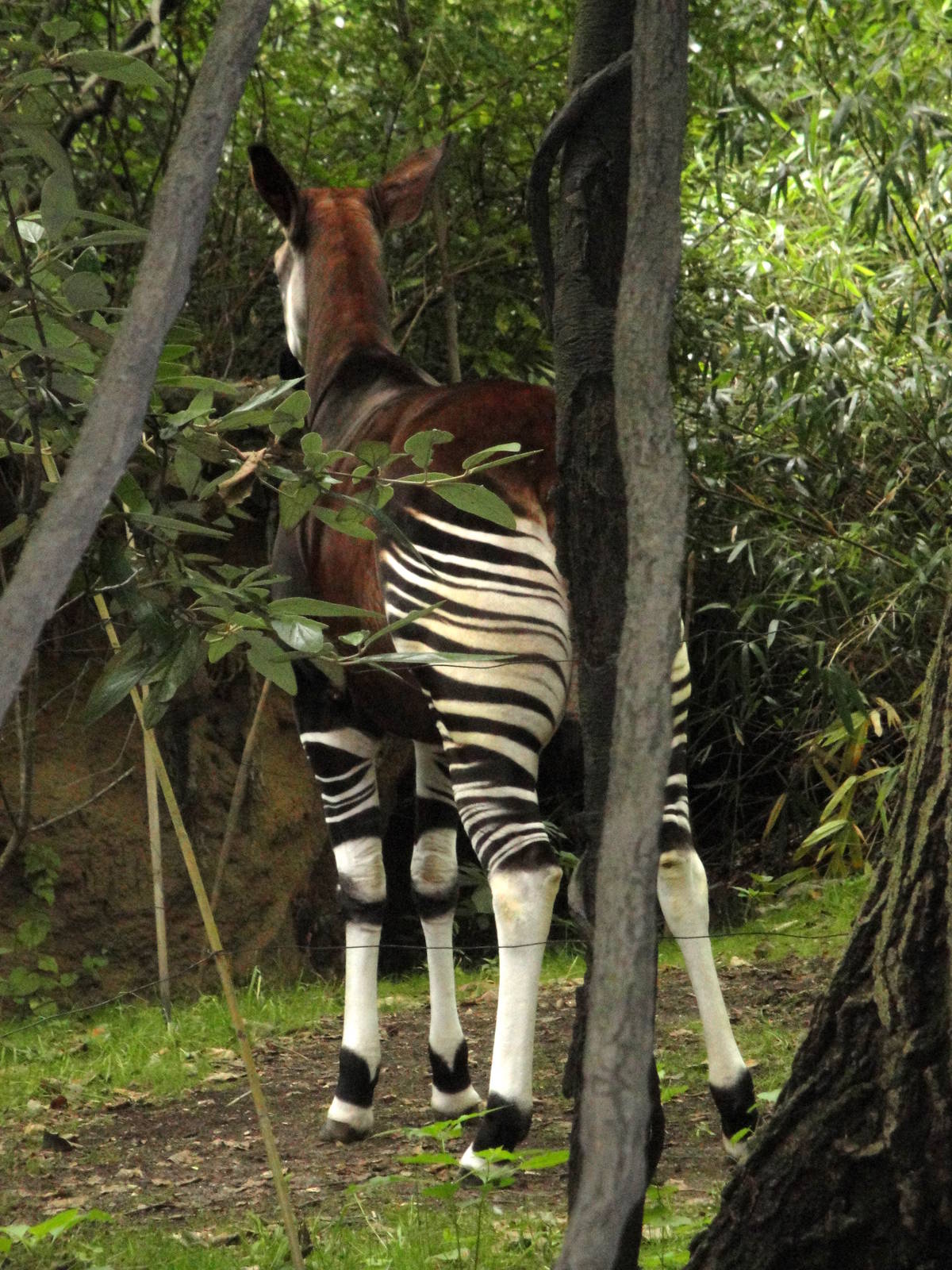 Congo Gorilla Forest - Okapi