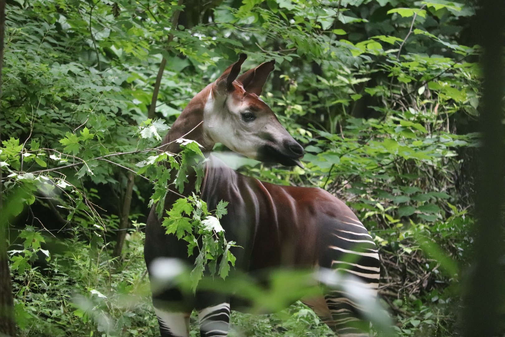 Congo Gorilla Forest - Okapi