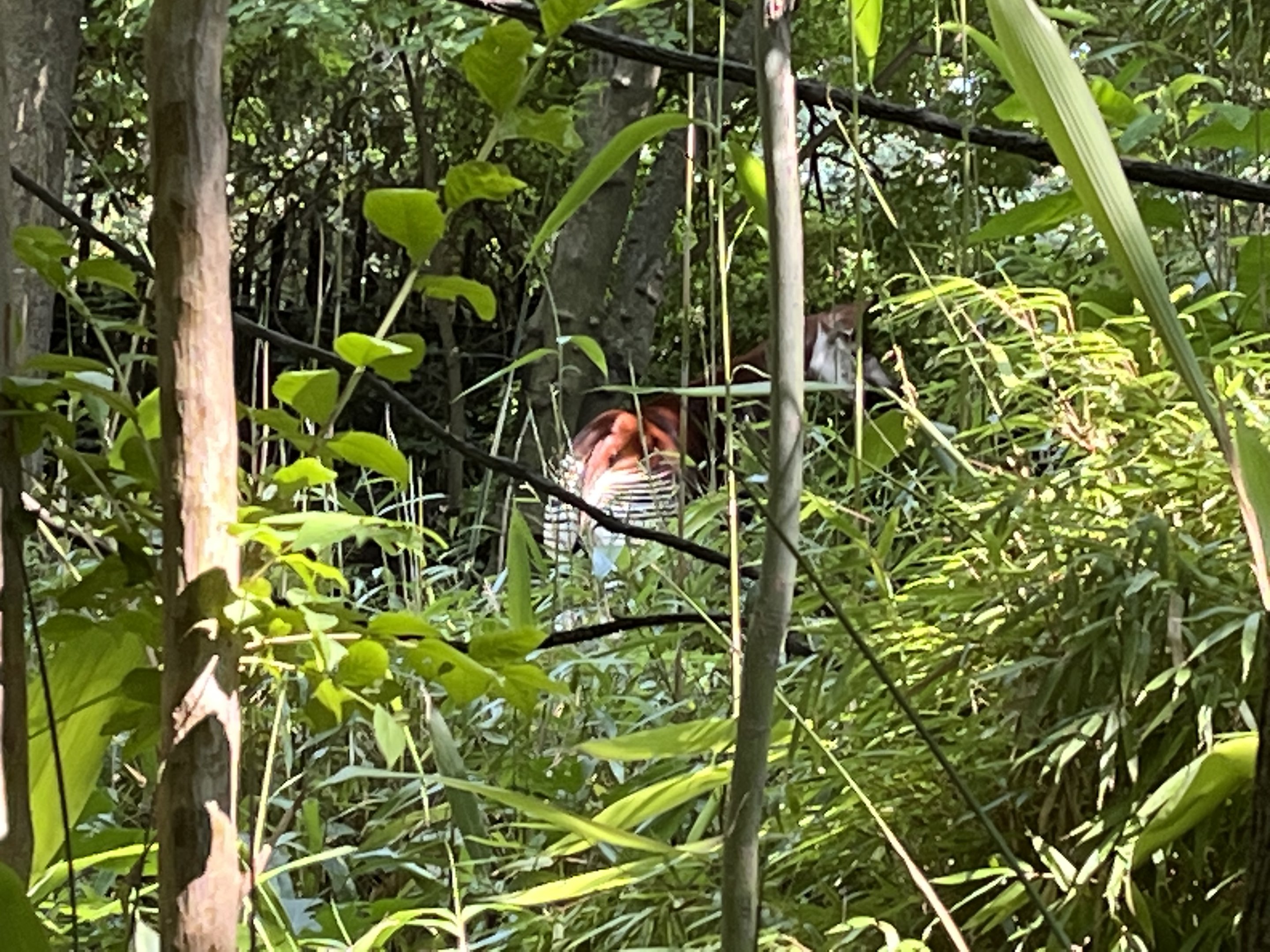 Congo Gorilla Forest, Okapi