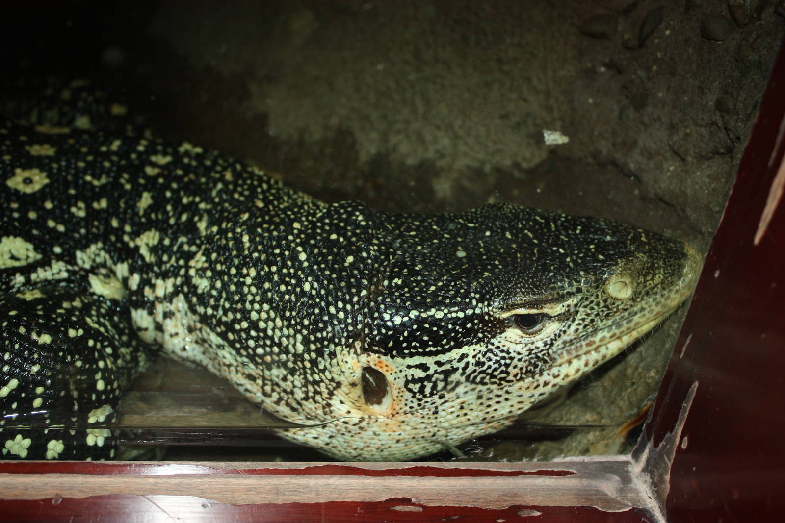 Congo Gorilla Forest- Ornate Monitor