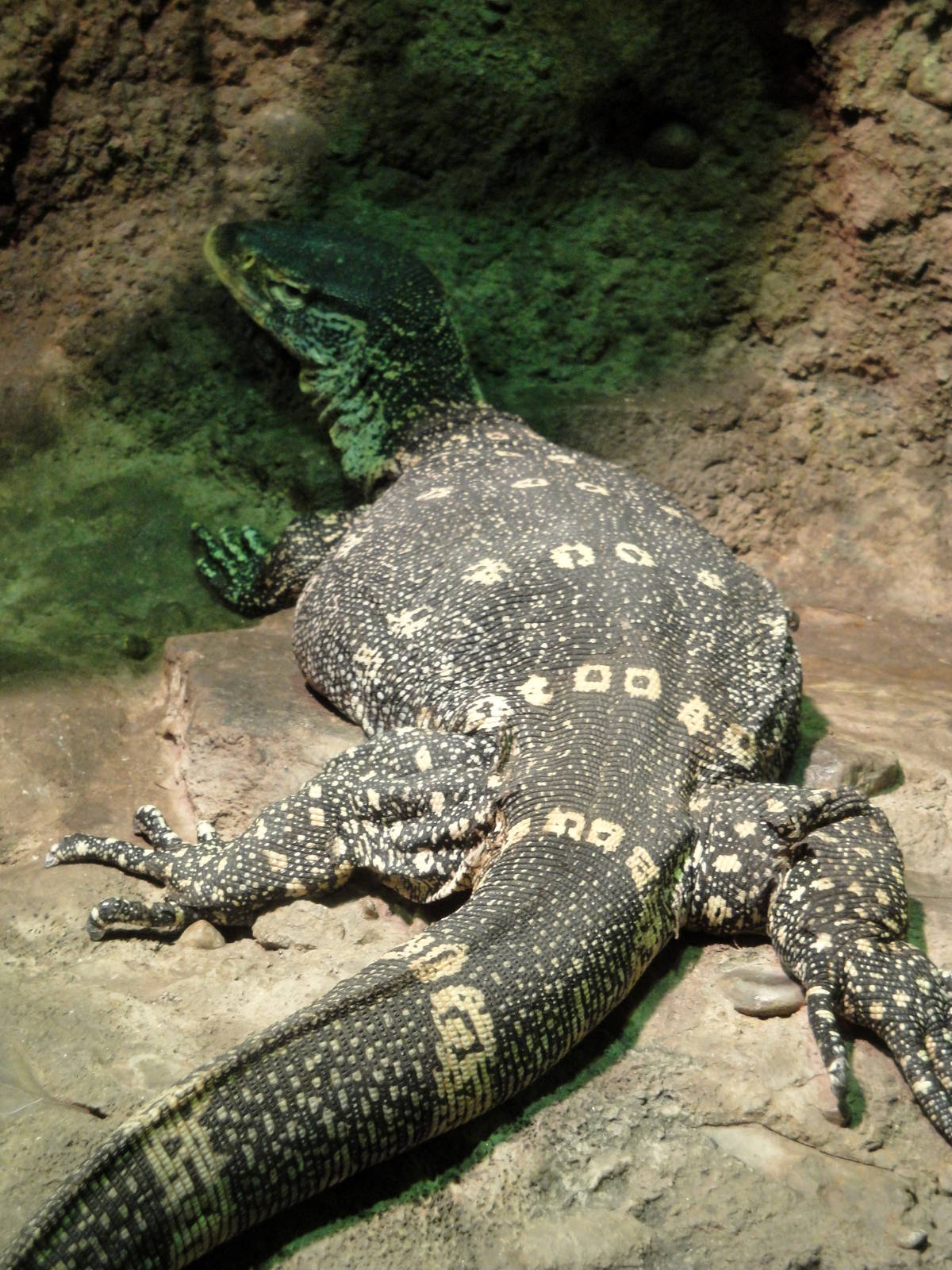 Congo Gorilla Forest - Ornate Nile Monitor