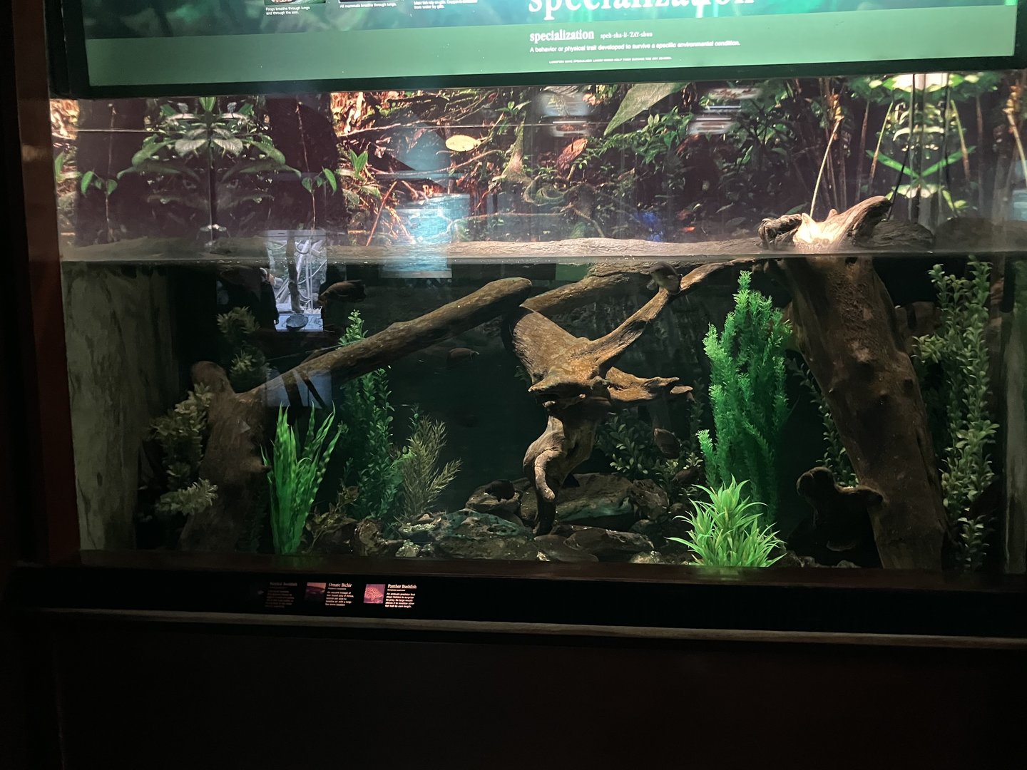 Congo Gorilla Forest - Panther Bushfish /Banded Bushfish/Ornate Bichir Tank
