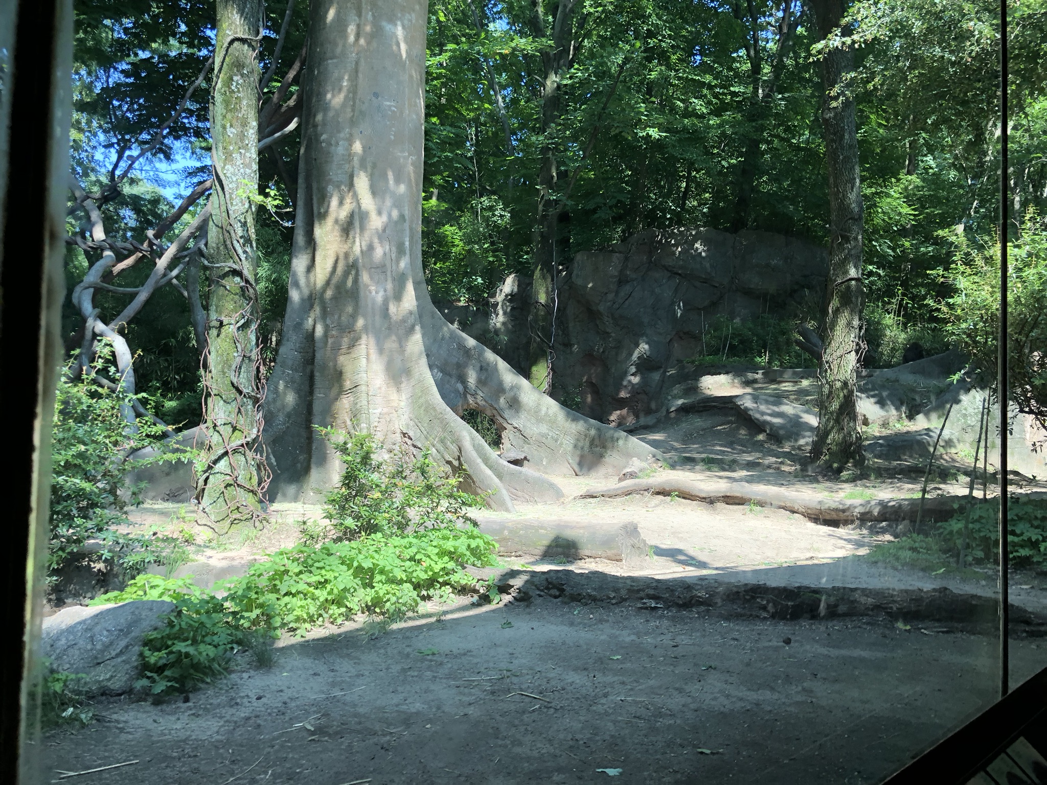 Congo Gorilla Forest, part of the Gorilla exhibit