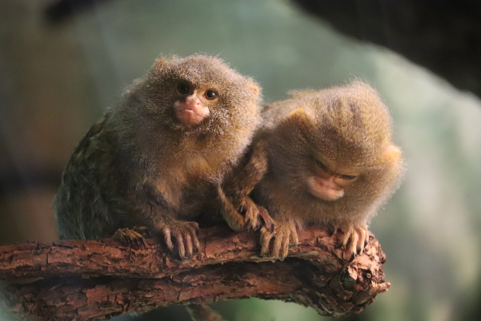 Congo Gorilla Forest - Pygmt Marmoset
