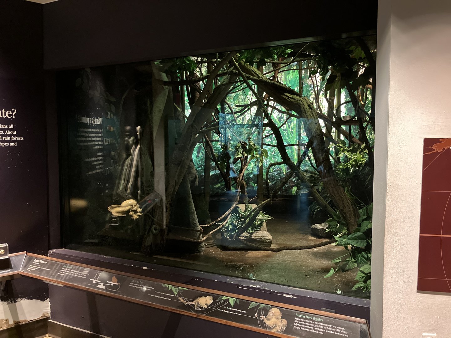 Congo Gorilla Forest - Pygmy Marmoset Exhibit