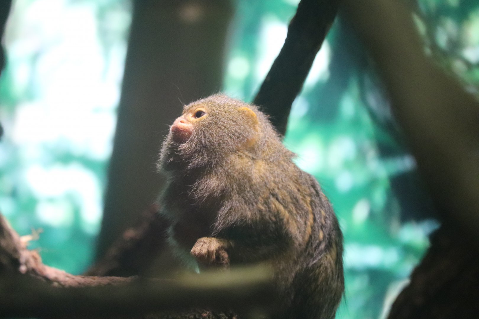 Congo Gorilla Forest - Pygmy Marmoset