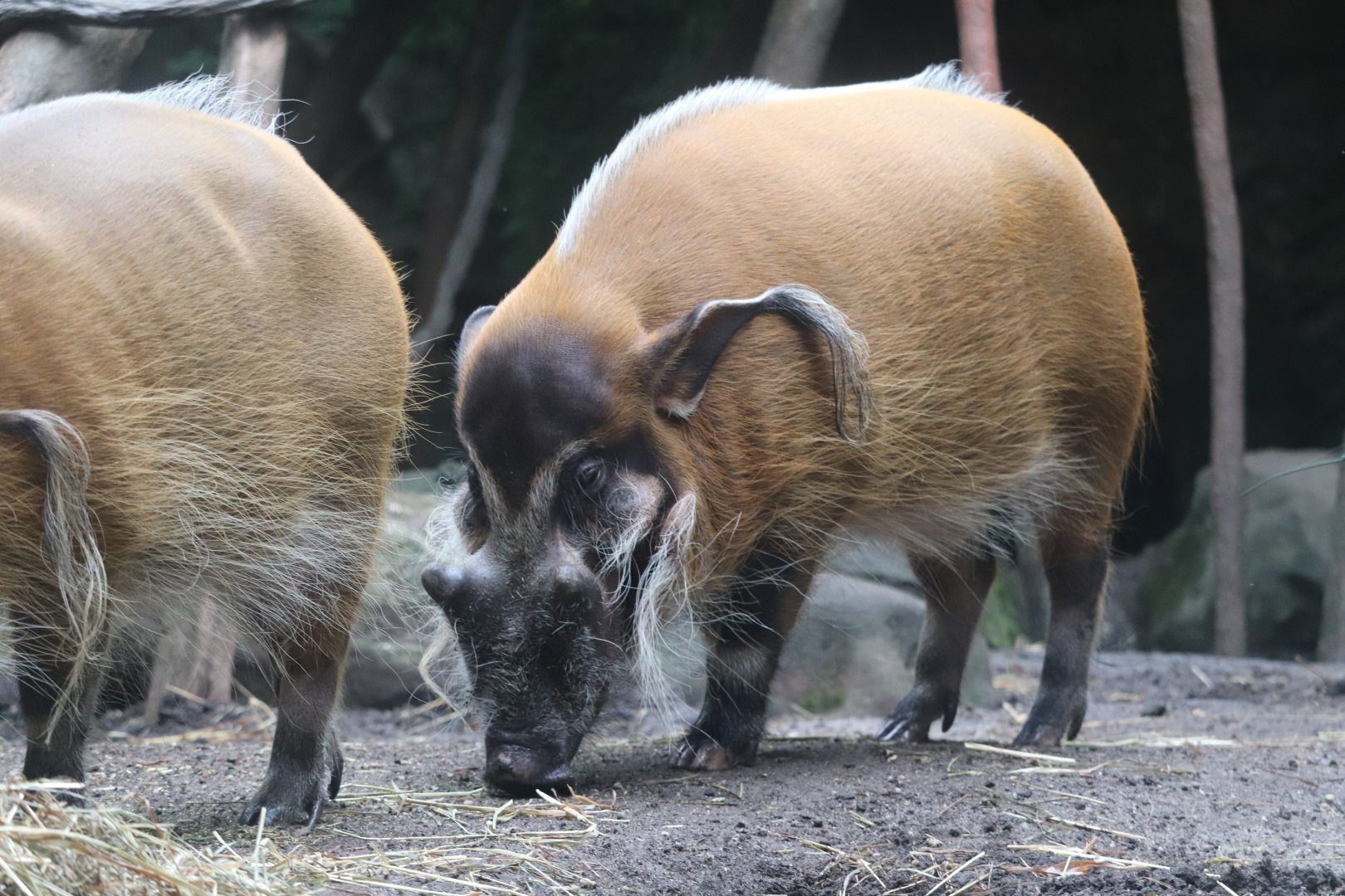 Congo Gorilla Forest - Red River Hog