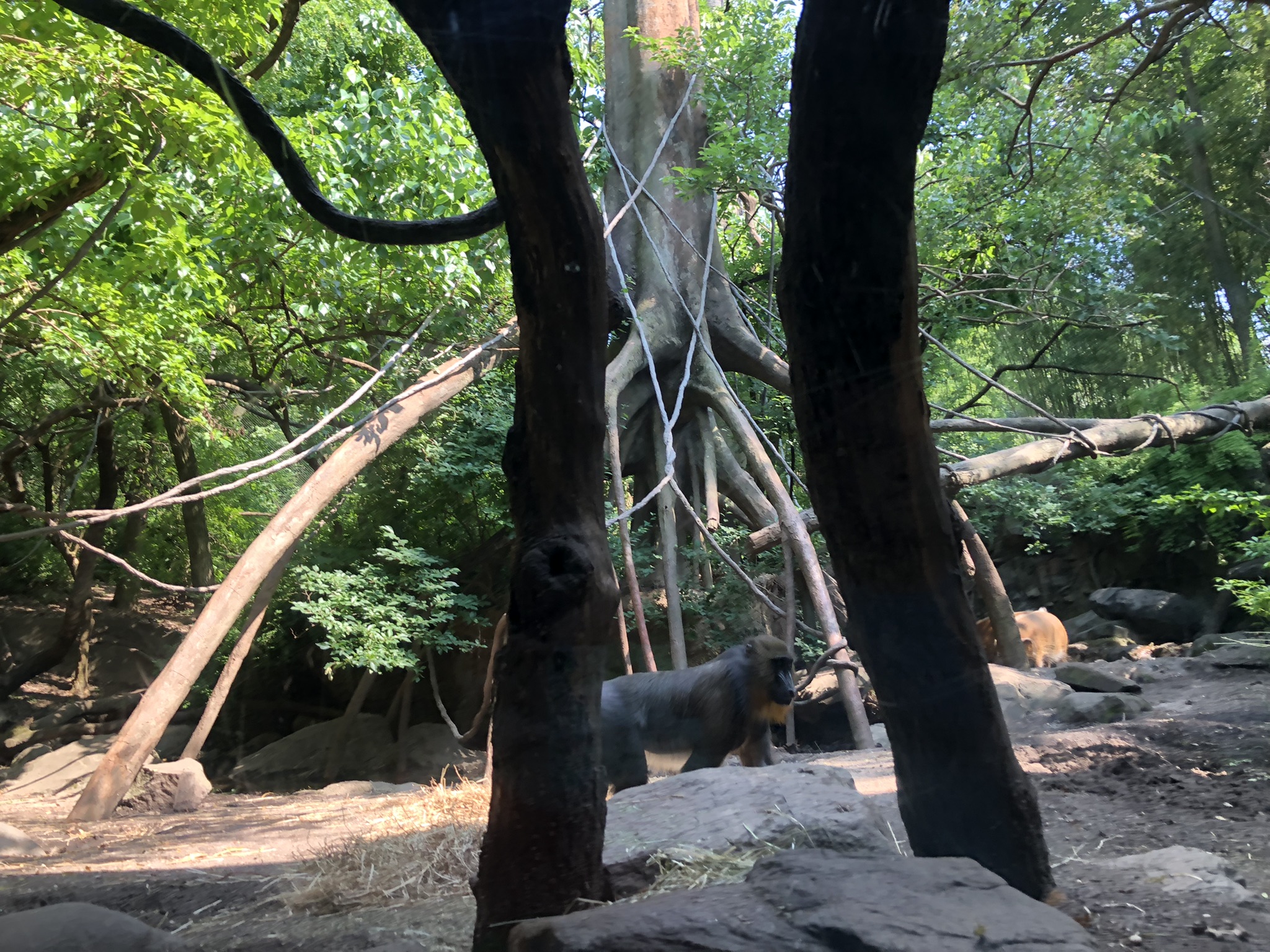 Congo Gorilla Forest, Red river hog &