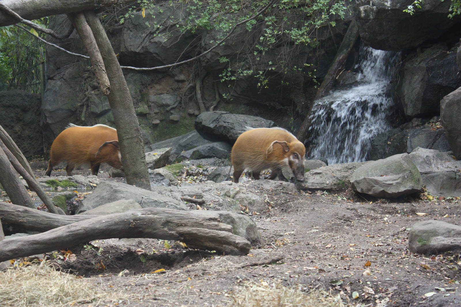 Congo Gorilla Forest- Red River Hogs Let Out
