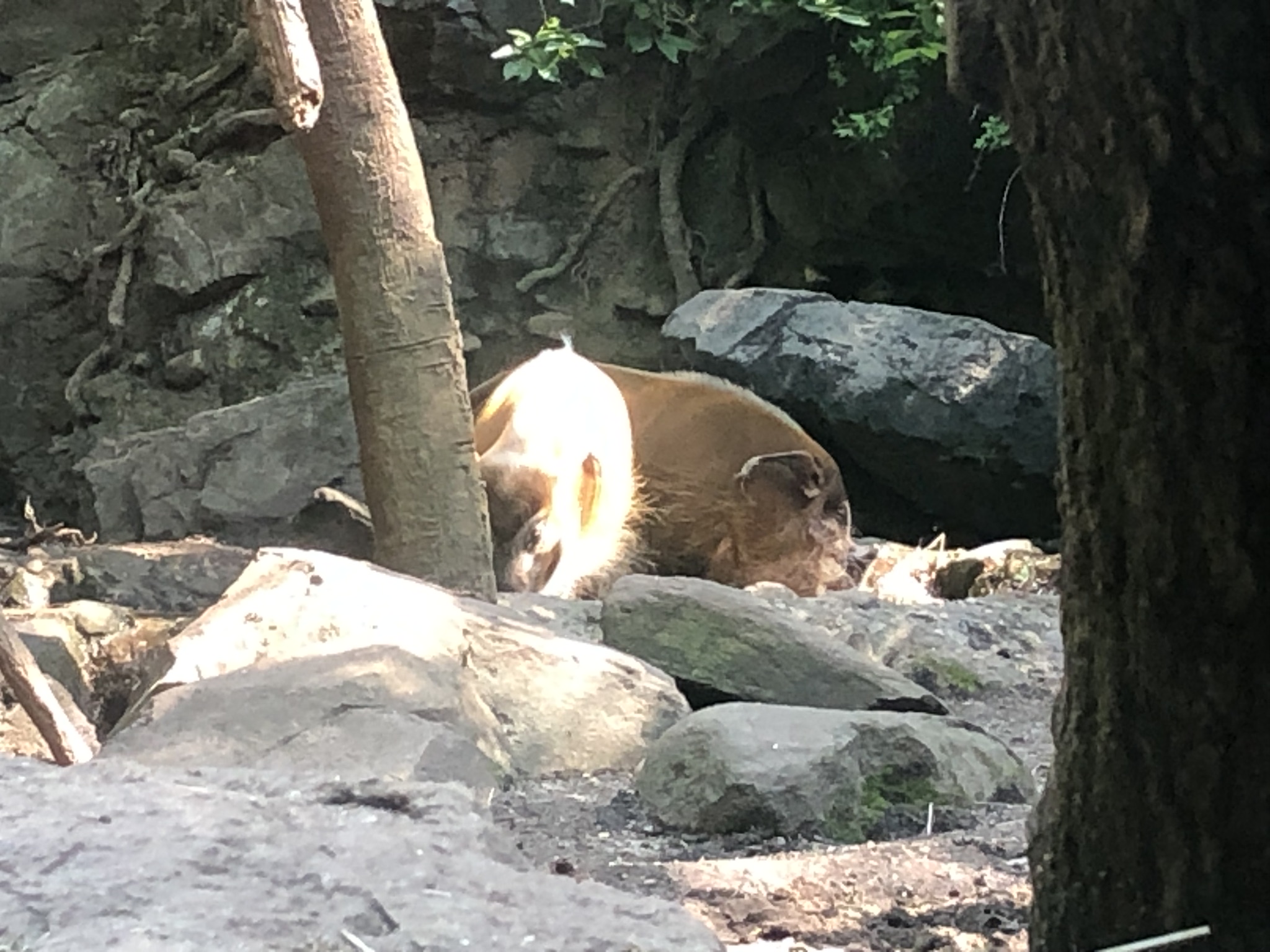 Congo Gorilla Forest, Red river hogs