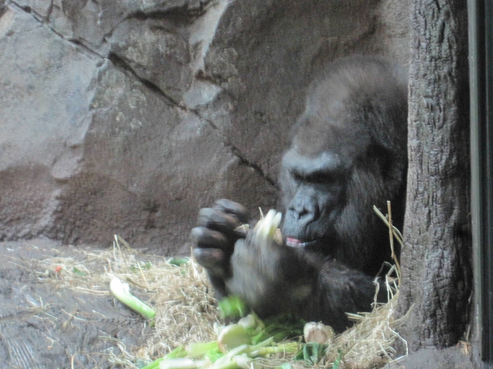 Congo Gorilla Forest- Silverback Gorilla