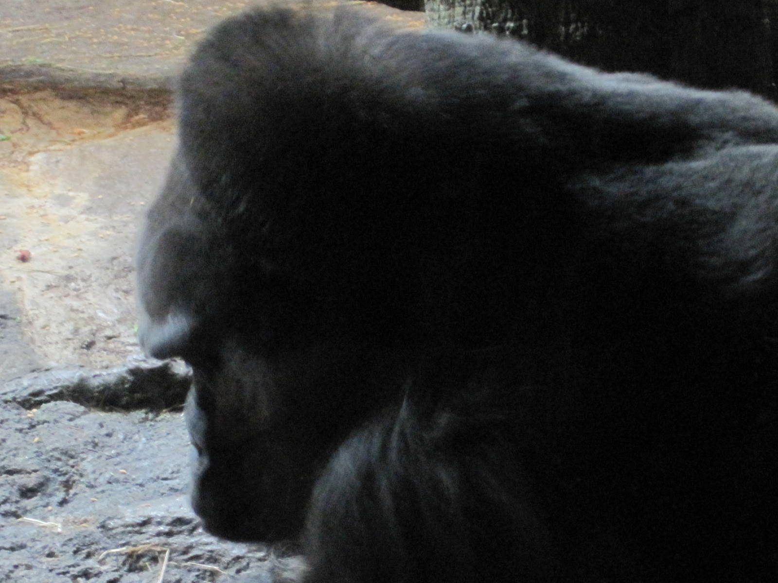 Congo Gorilla Forest- Silverback Gorilla