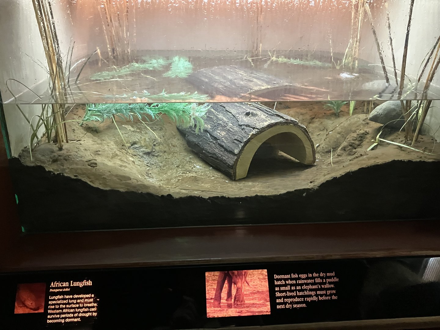 Congo Gorilla Forest - Spotted African Lungfish Tank