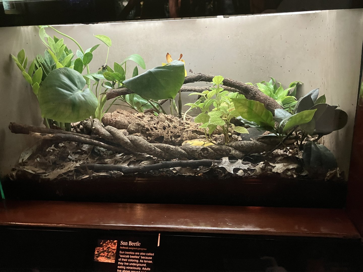 Congo Gorilla Forest - Sun Beetle Exhibit
