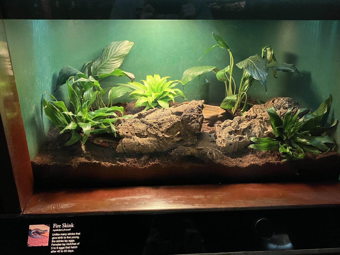 Congo Gorilla Forest - Togo Fire Skink Terrarium