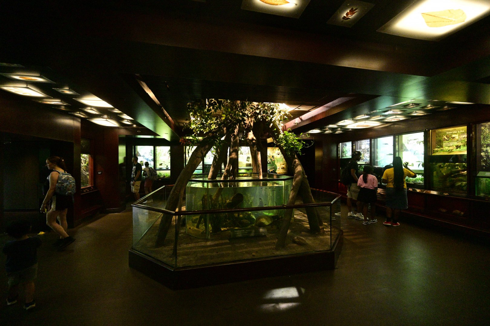 Congo Gorilla Forest - Treasures of the Rain Forest