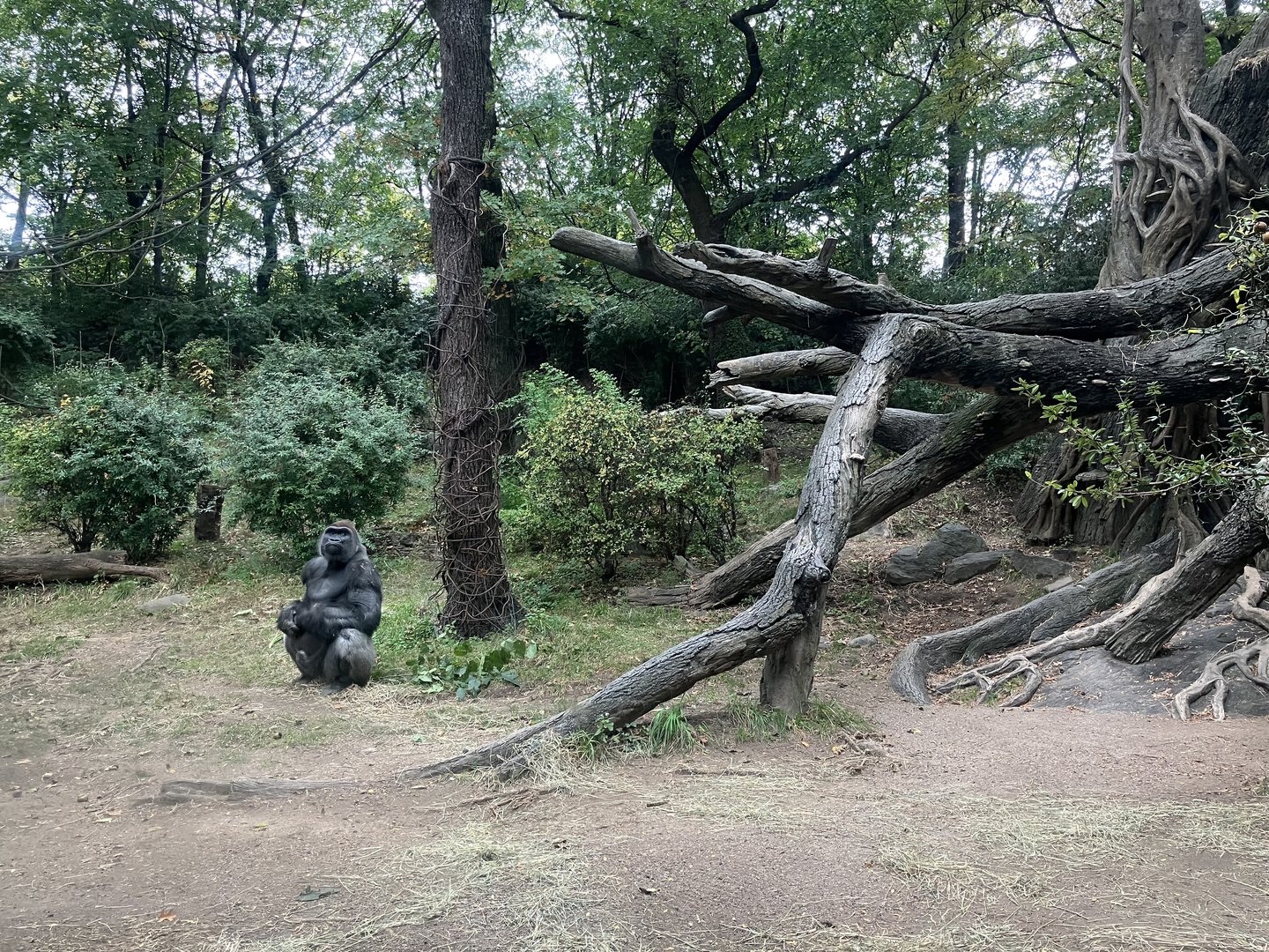 Congo Gorilla Forest - Western Lowland Gorilla Exhibit